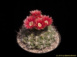 Gymnocalycium oenanthemum 412